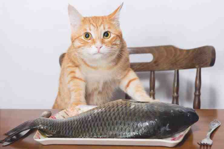 el gato puede comer la piel del pez