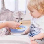 gatto-puo-mangiare-omogenizzato-1.jpg