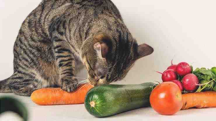 El gato puede comer calabacín