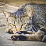 Cómo dar la bienvenida a un gato callejero a la casa: la atención que se debe prestar
