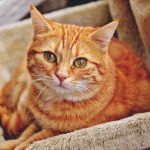 Las características y curiosidades del gato rojo para descubrir juntos
