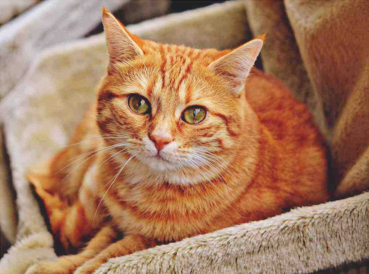 Características y curiosidades del gato rojo