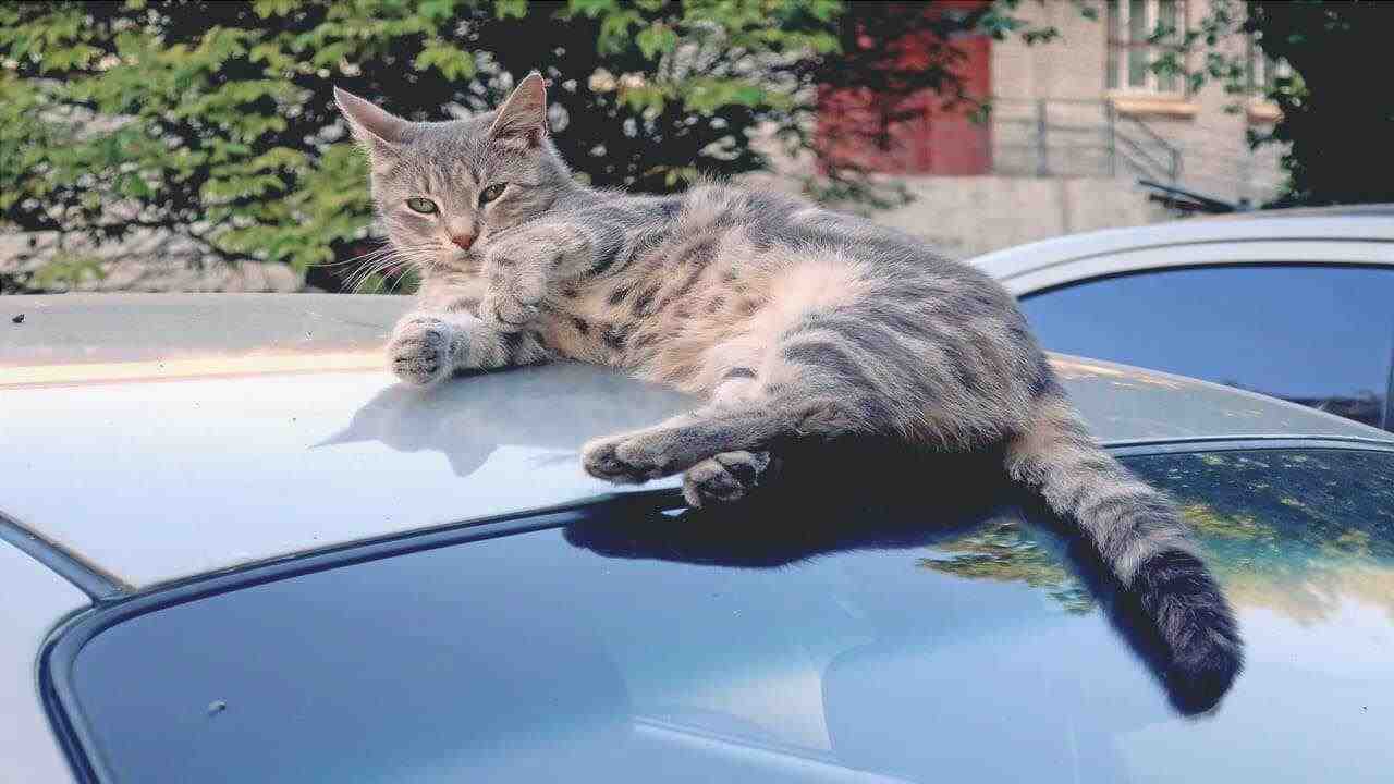 Gato rasca el coche: quién paga? (Foto Adobe Stock)