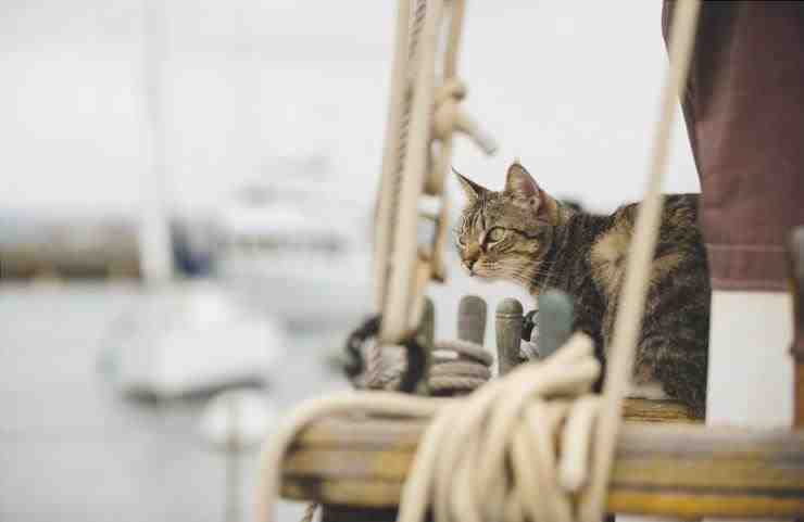Viaja en barco con el gato