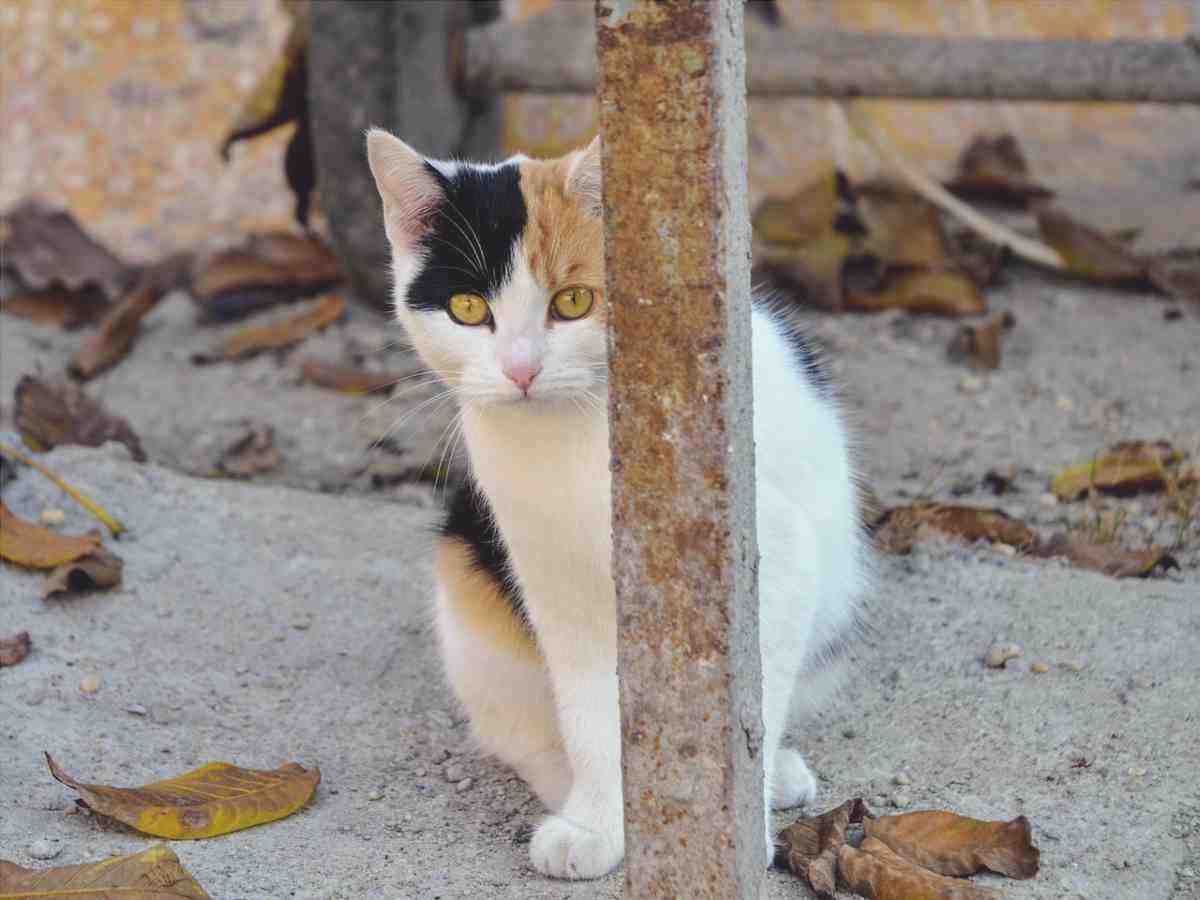 Cómo ayudar a un gato tímido (foto Pixabay)