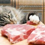 Alimentar al gato con una dieta vegana viola el bienestar animal
