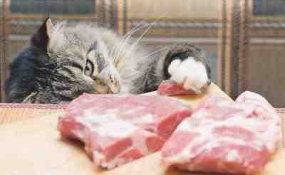 gatos con dieta vegana