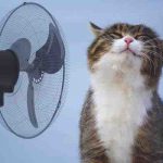 gatto-ventilatore.jpg