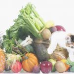Gato vegetariano o vegano, puedes? Lo que hay que saber