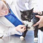 La primera visita del gato al veterinario: qué sucede y consejos