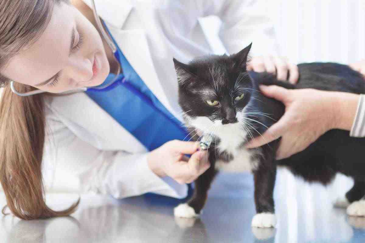 tratamiento de terapia de hiperestesia de gatito