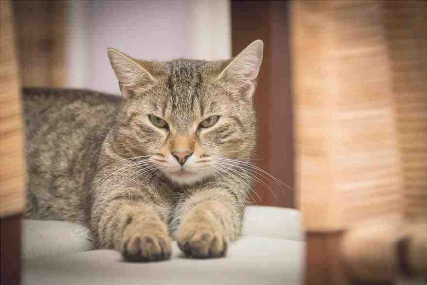 Embarazo histérico en gatos: síntomas, causas y remedios (foto Pixabay)