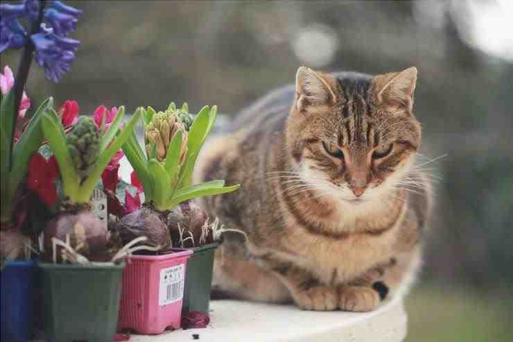 plantas sustancias peligrosas cat