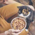 Los gatos prefieren la comida caliente o fría? Averigüemos juntos