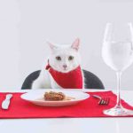 Comidas para gatos y errores que debes evitar cuando le das comida