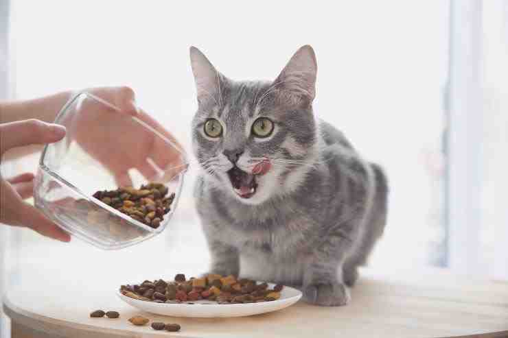 comidas de gatos 