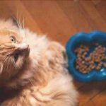 El gato no termina la comida en el tazón? Averigüemos por qué