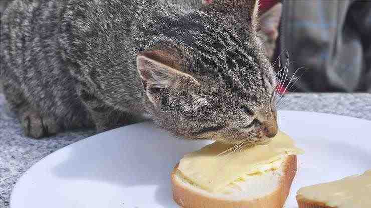 El gato puede comer mantequilla