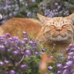 El gato puede comer tomillo? Beneficios y riesgos de la hierba del gato