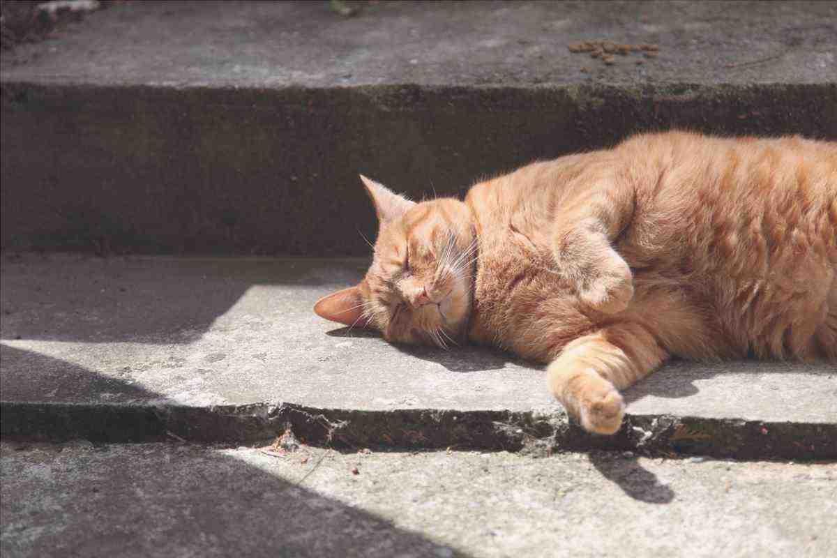 Cuando tienes que preocuparte por los ronquidos de gatos (foto Pixabay)