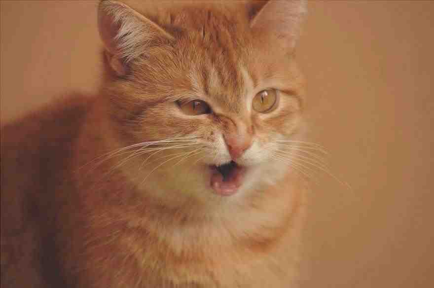 El gato estornuda: causas y remedios (foto Pixabay)