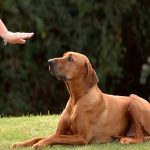 Órdenes básicas de obediencia para un perro