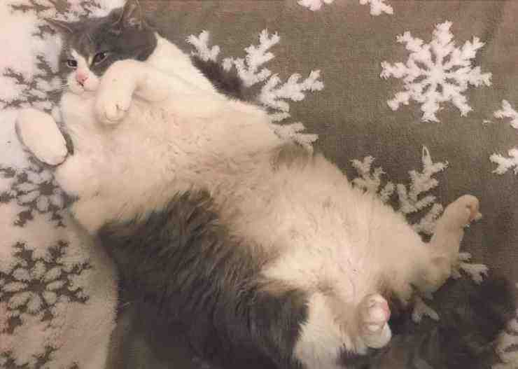 Wilford, el gato obeso abandonado por su dueño (foto Facebook)