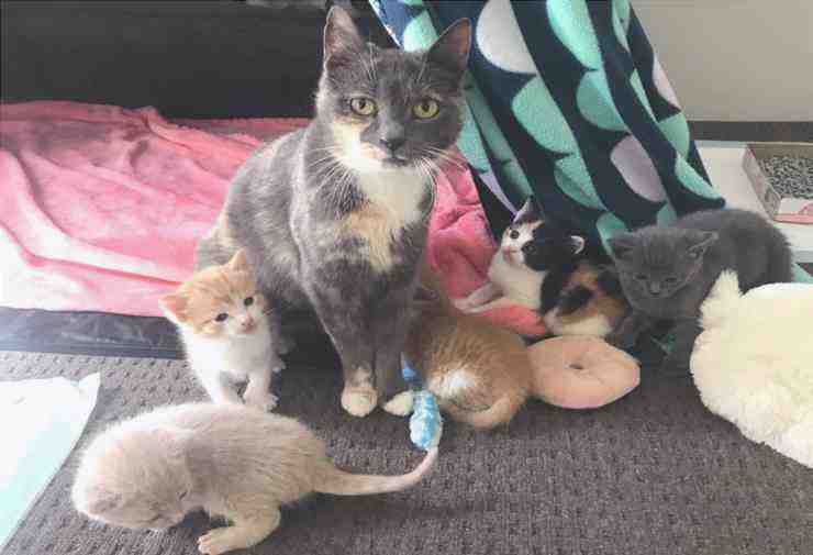 Madre gata y sus cinco cachorros (foto Instagram)