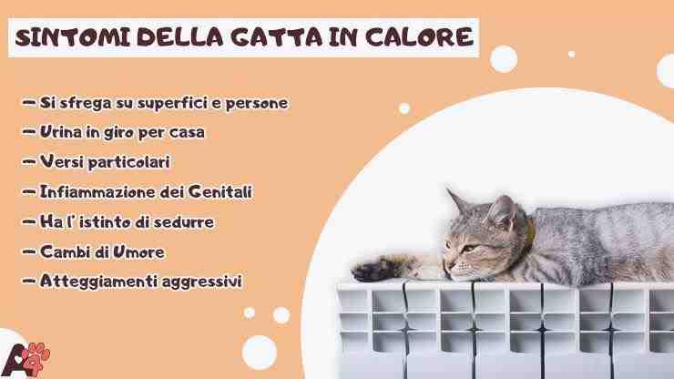 síntomas infográficos del gato en celo
