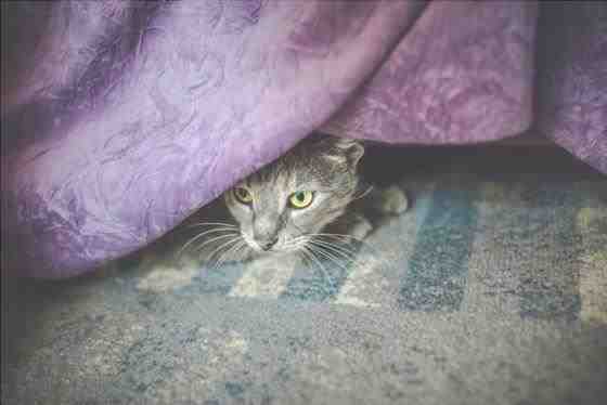 al gato le encanta esconderse