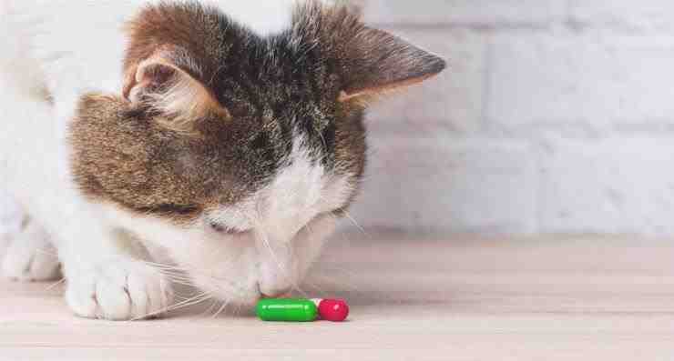 curar la medicina para gatos