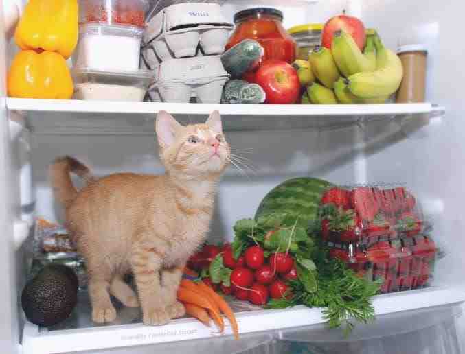 Frutas y verduras para el gato en verano