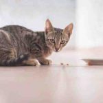 Hábitos alimenticios del gato: comportamientos y explicaciones