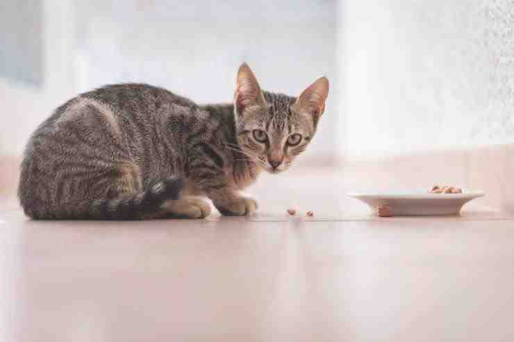 hábitos alimenticios para gatos