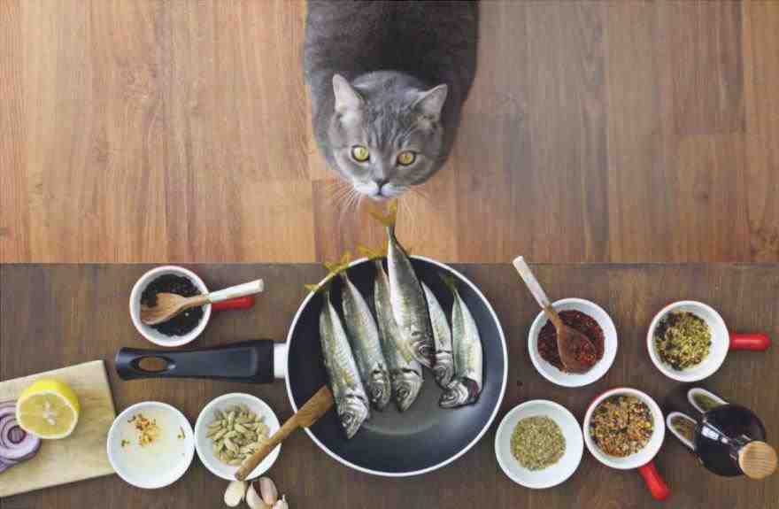 Alimentos que podemos compartir con el gato