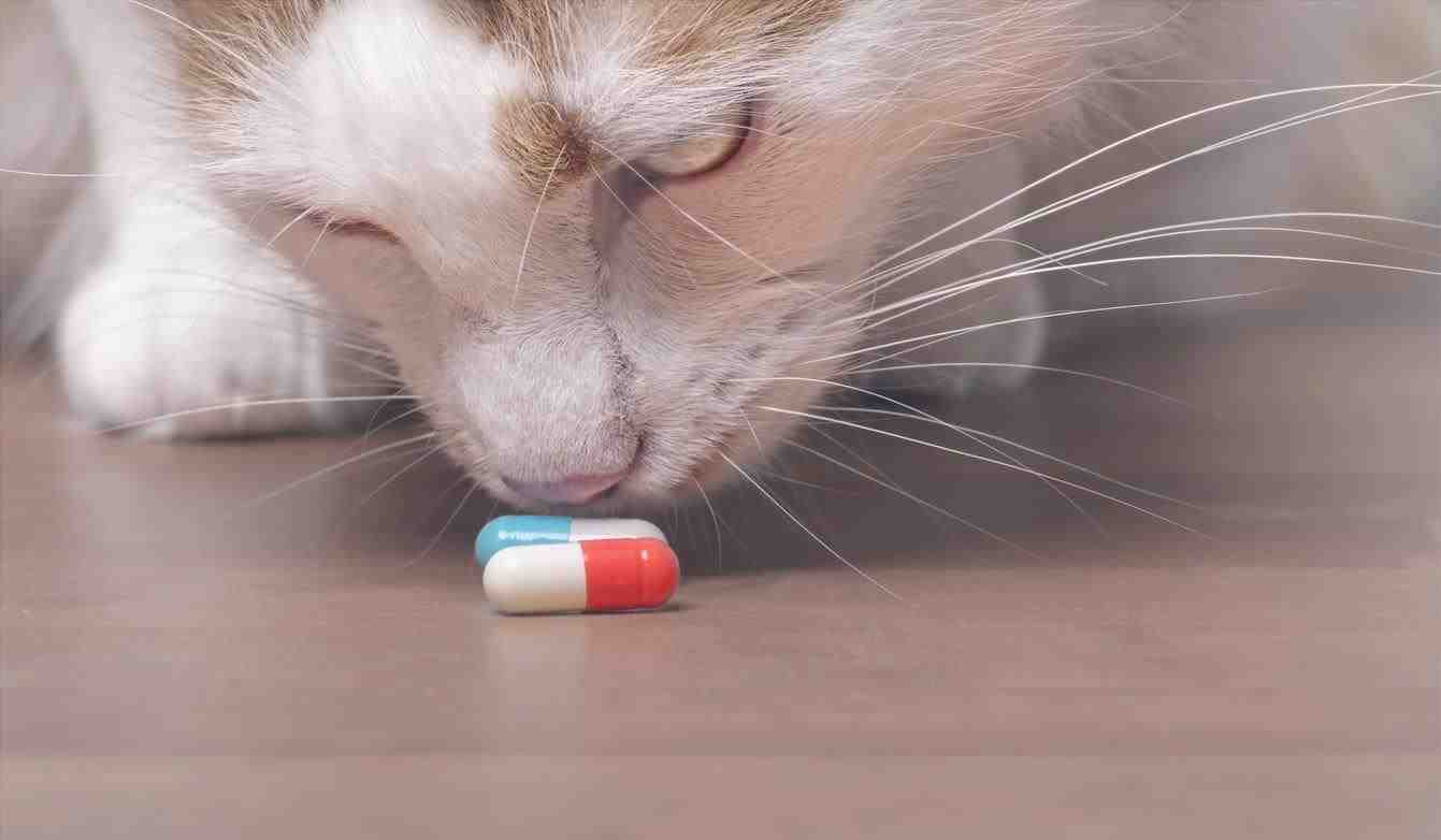 gato, pastillas