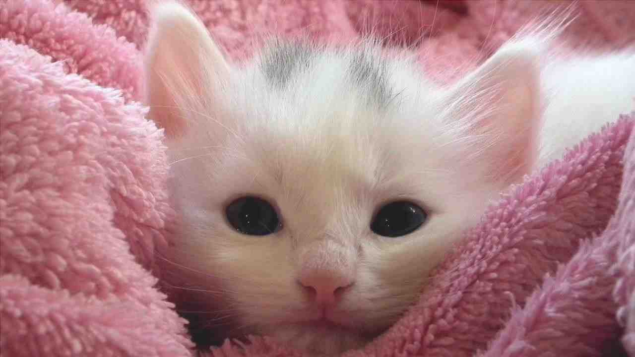 Gatito blanco (Foto Pixabay)