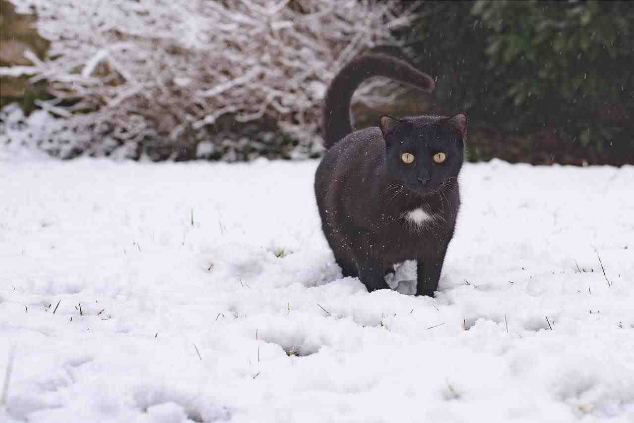 gato nieve fría