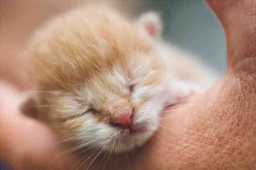 gatito recién nacido