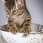 kitten-in-colander-picture-id1574290731.jpg