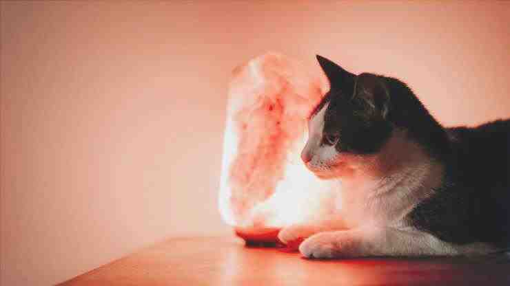 lámparas de sal peligrosas para gatos