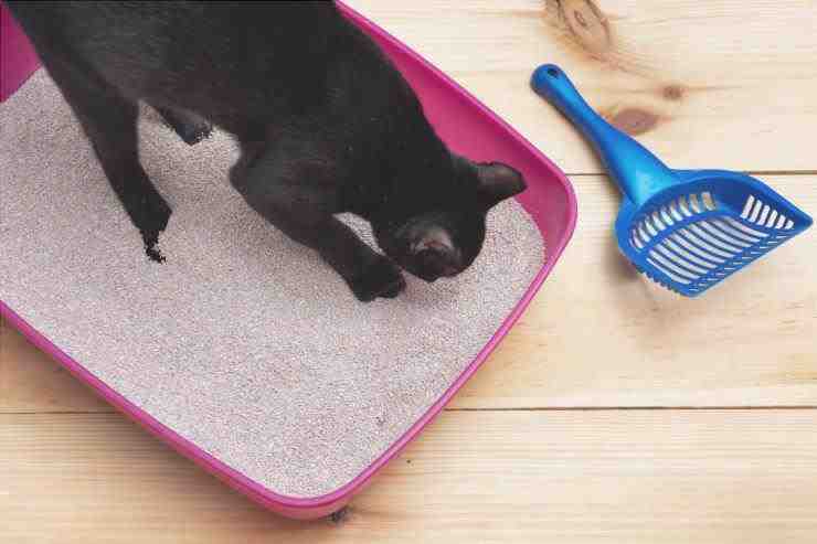 caja de arena para gatos adobestock