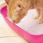 Cómo limpiar la arena para gatos correctamente: los cinco secretos