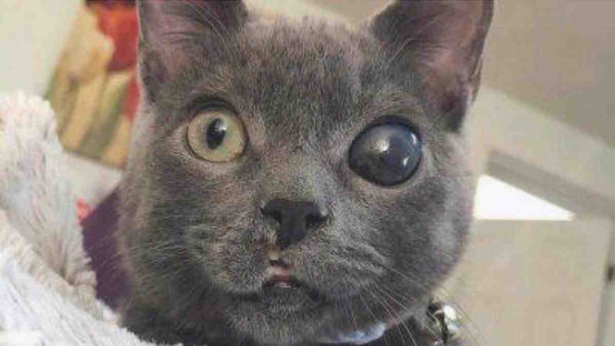 Pupilas dilatadas del gato las causas y las precauciones apropiadas