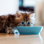 Cómo alimentamos a nuestro gatito? Aquí está la guía específica