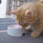 dosis, frecuencia y alimentos adecuados para felinos