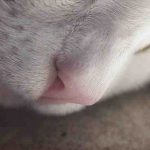 Nariz hinchada en el gato: causas, síntomas y tratamiento