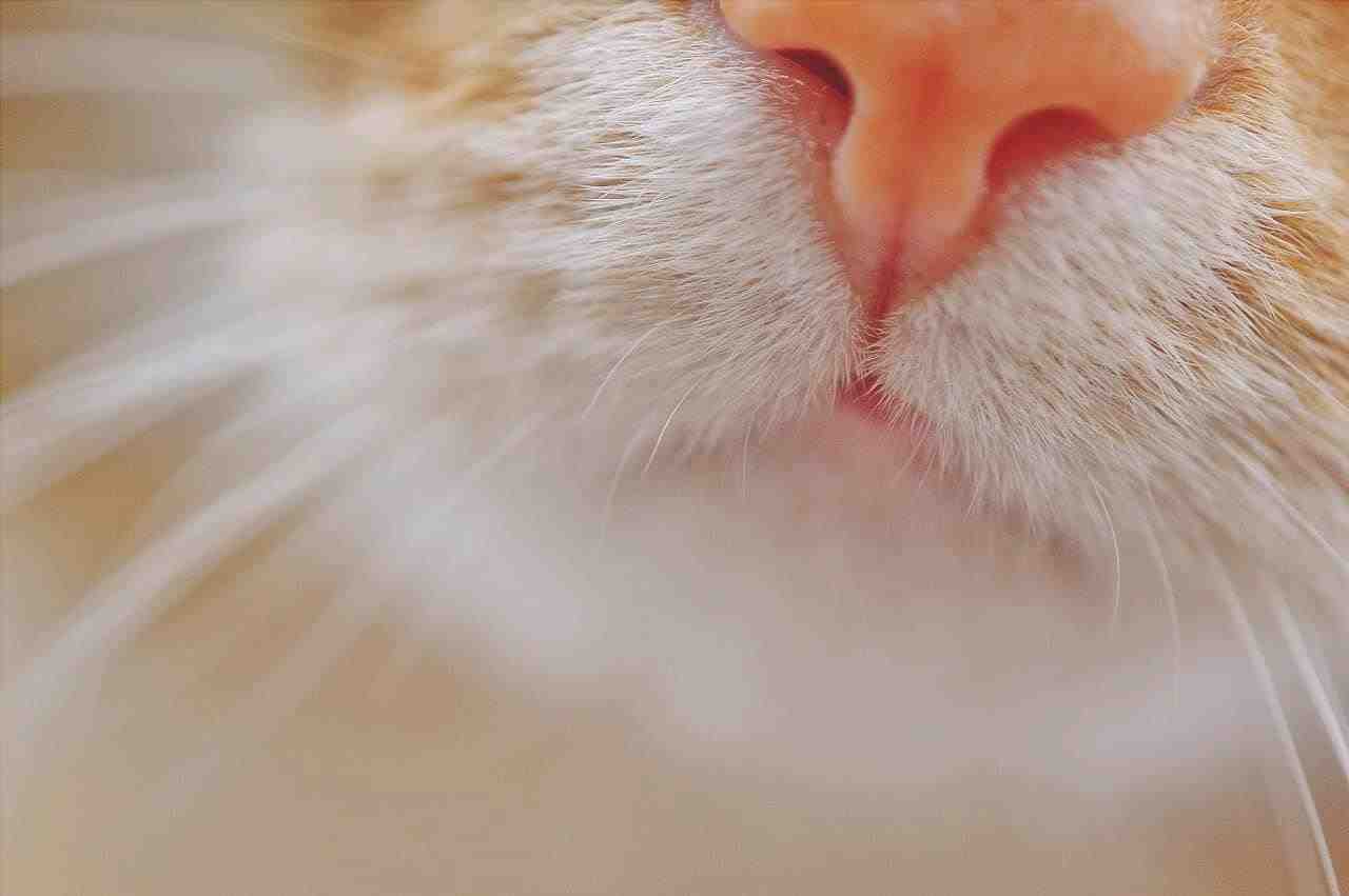 la nariz del gato cambia de color