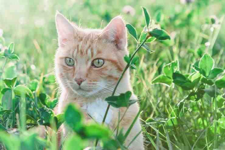 Hierbas medicinales para gatos