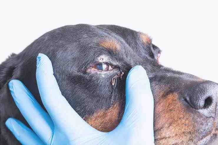 Pupilas dilatadas del gato las causas y las precauciones apropiadas